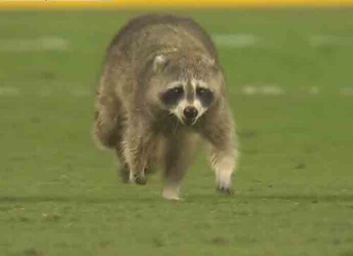 Raccoon invades MLS game (Image: YouTube) - uSports.org
